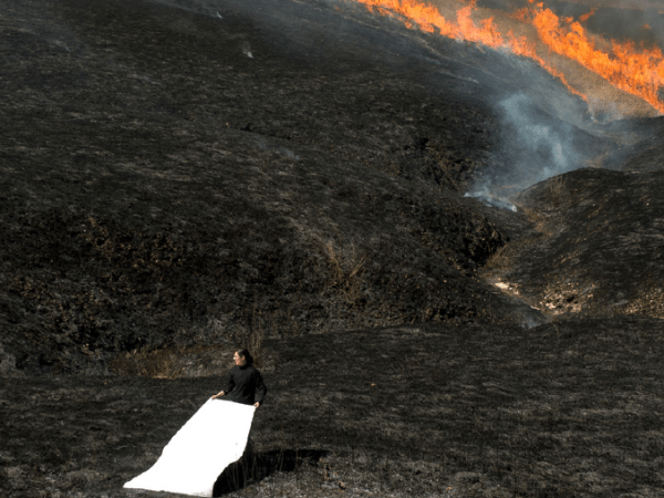 CATHY FITZGERALD’S ‘HOLLYWOOD FOREST STORY –  US MINDING NATURE&nbsp;JOURNAL